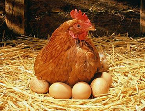 Mất bao lâu để trứng hình thành trong con gà mái? - VnExpress